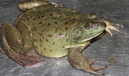 养殖牛蛙爆料图片真实视频,真实图片与视频曝光